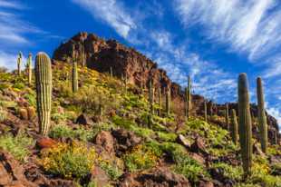 Picacho Peak-6279.jpg